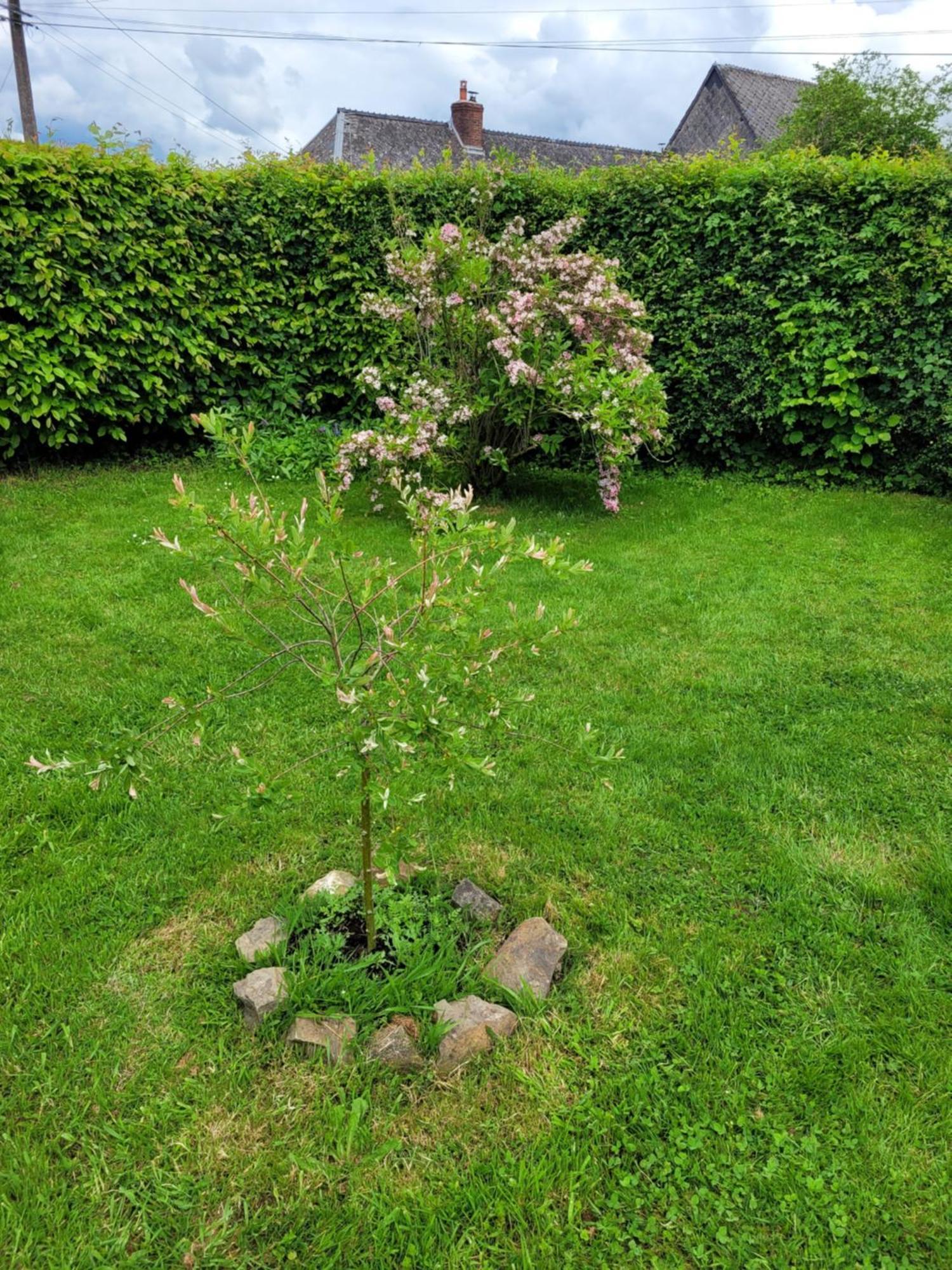 Studio Bienvenue Du Cote De Chez Nous Avec Jardin Privatif Wignehies Exterior photo